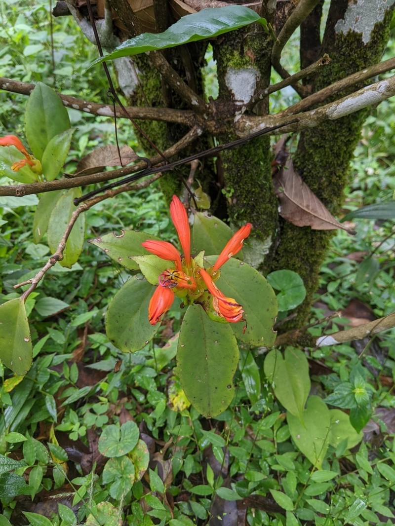 Aeschynanthus fulgens photo 8