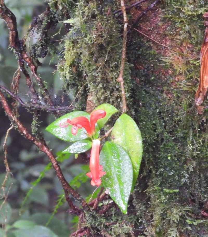 Aeschynanthus garrettii