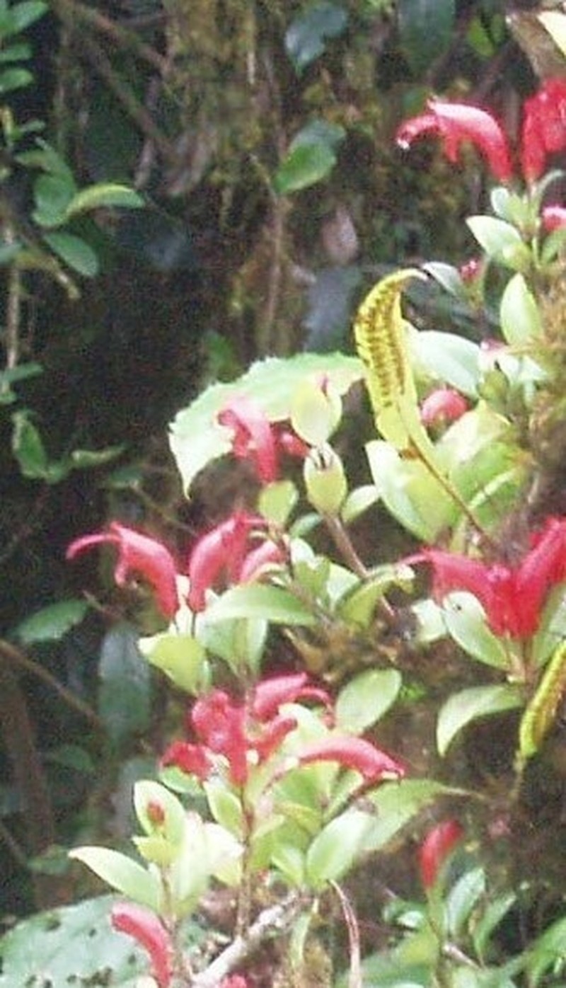Aeschynanthus garrettii photo 2