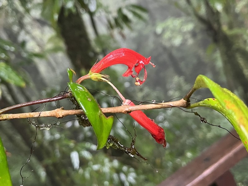 Aeschynanthus garrettii photo 3