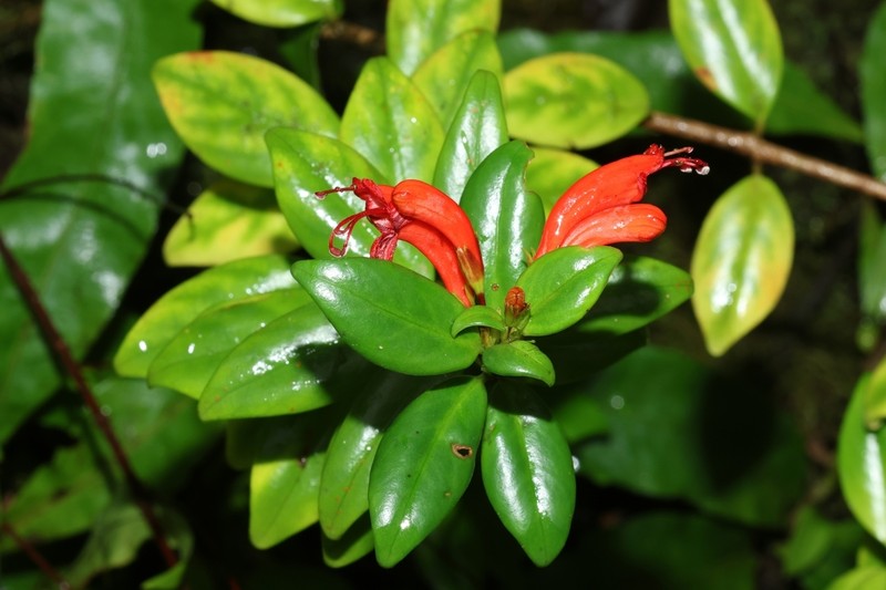 Aeschynanthus garrettii photo 4