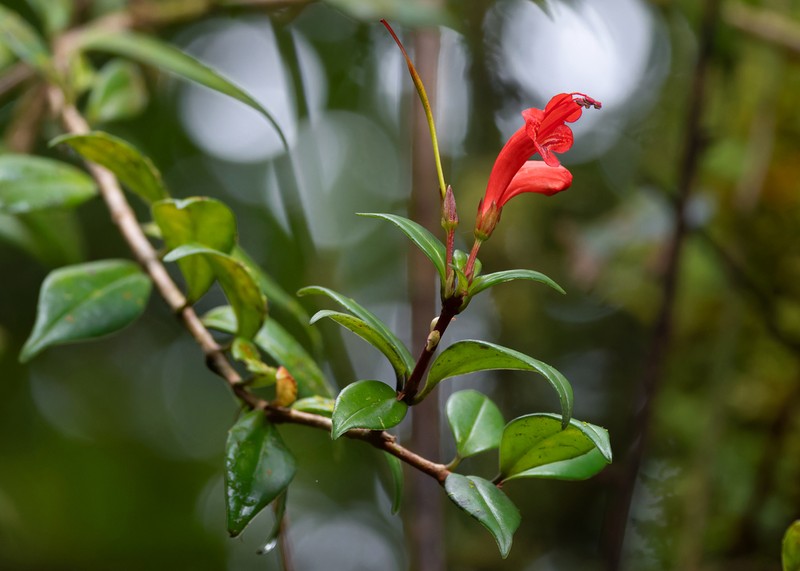Aeschynanthus garrettii photo 6