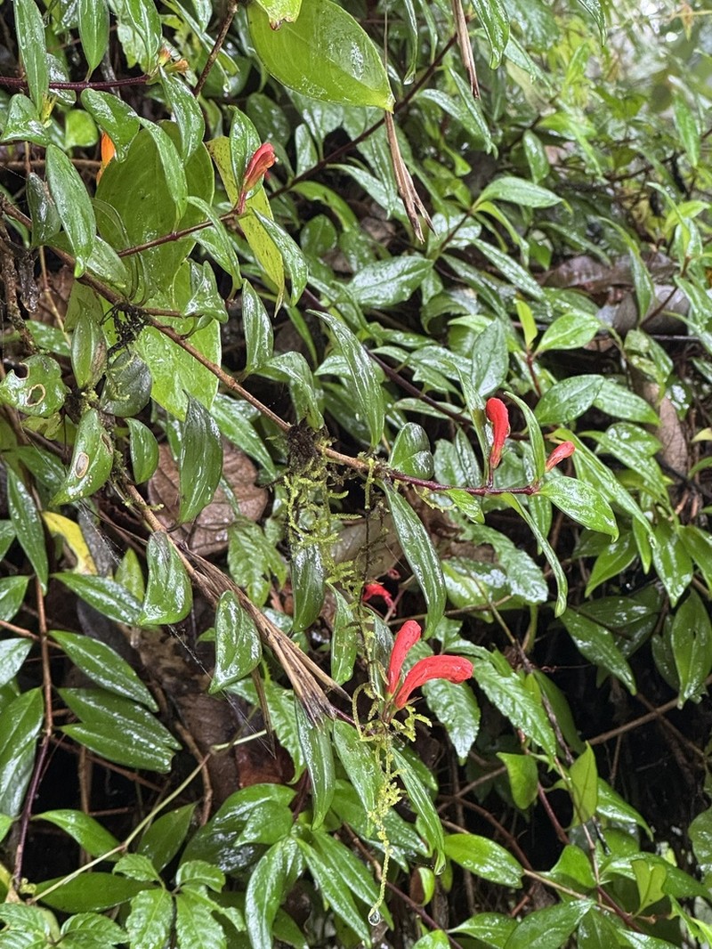 Aeschynanthus garrettii photo 7