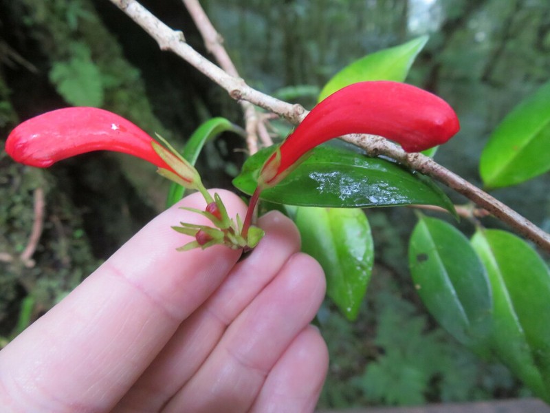 Aeschynanthus garrettii photo 8