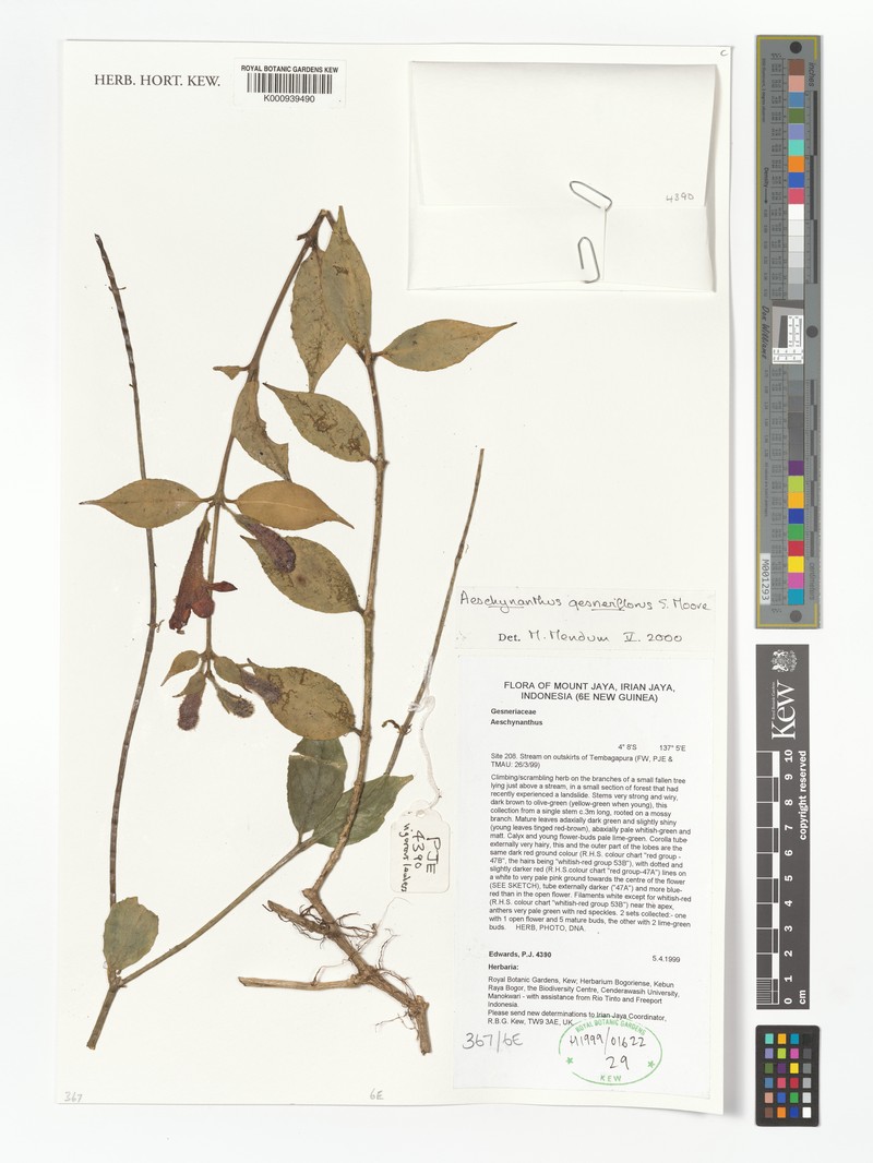 Aeschynanthus gesneriflorus