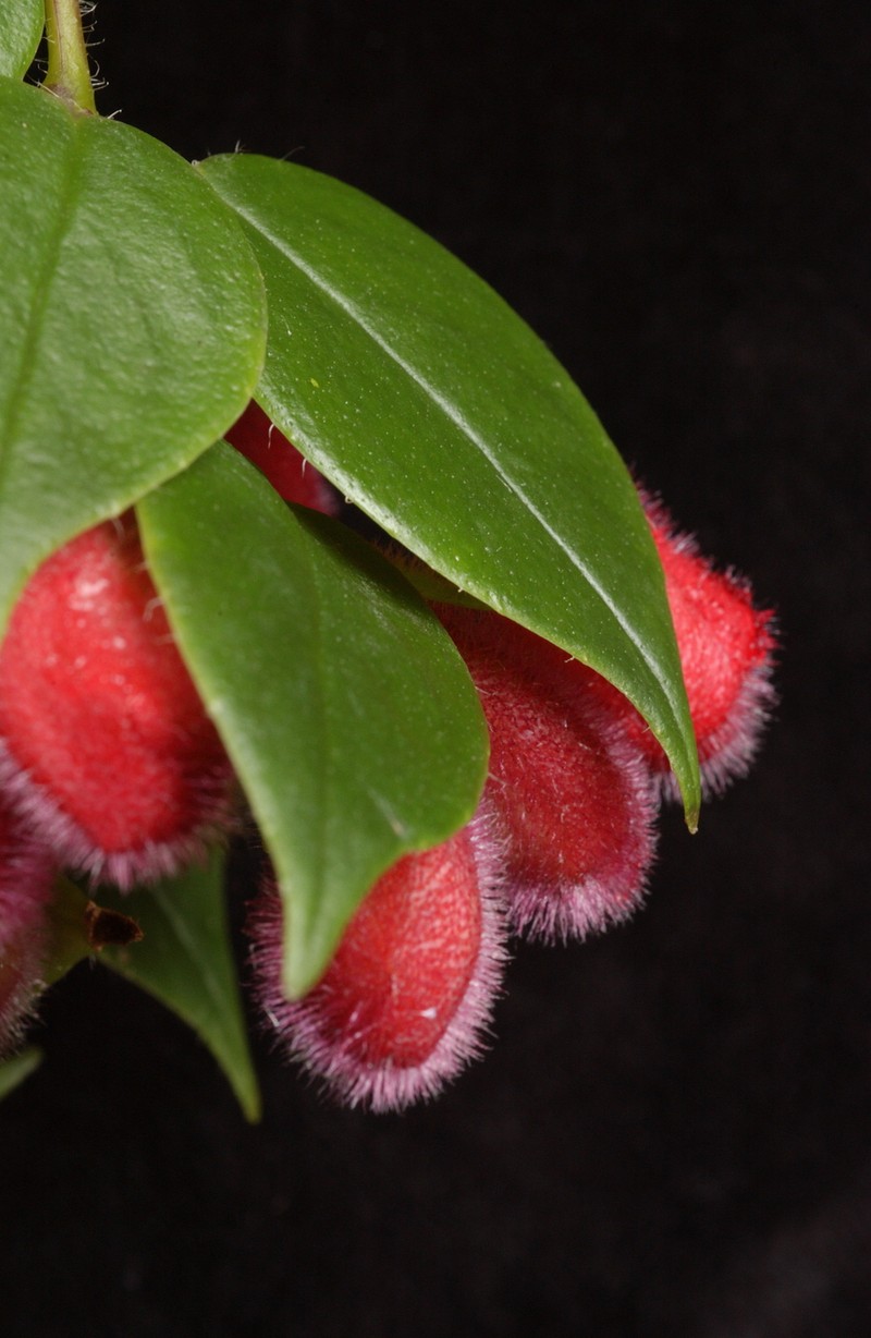 Aeschynanthus gesneriflorus photo 2