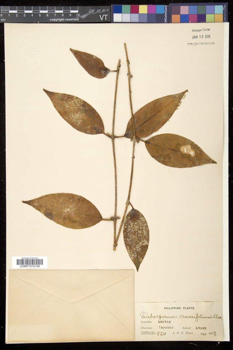 Aeschynanthus glomeriflorus photo 2