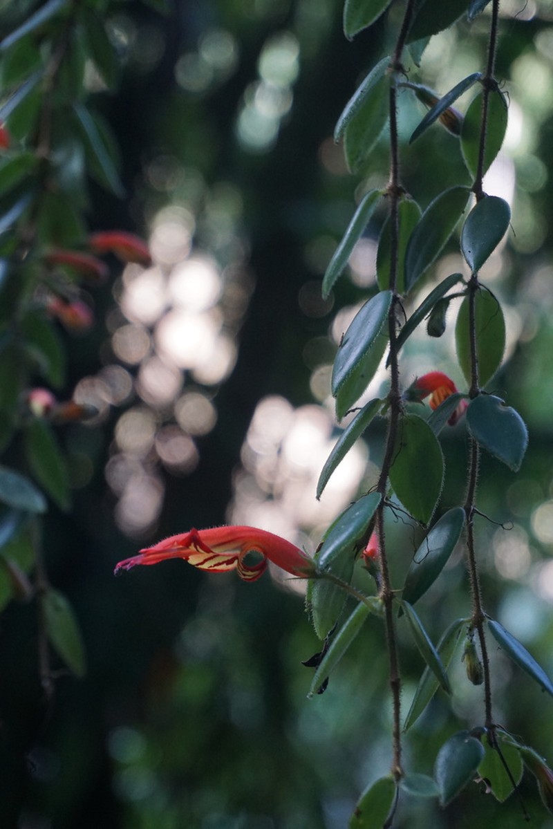 Aeschynanthus gracilis