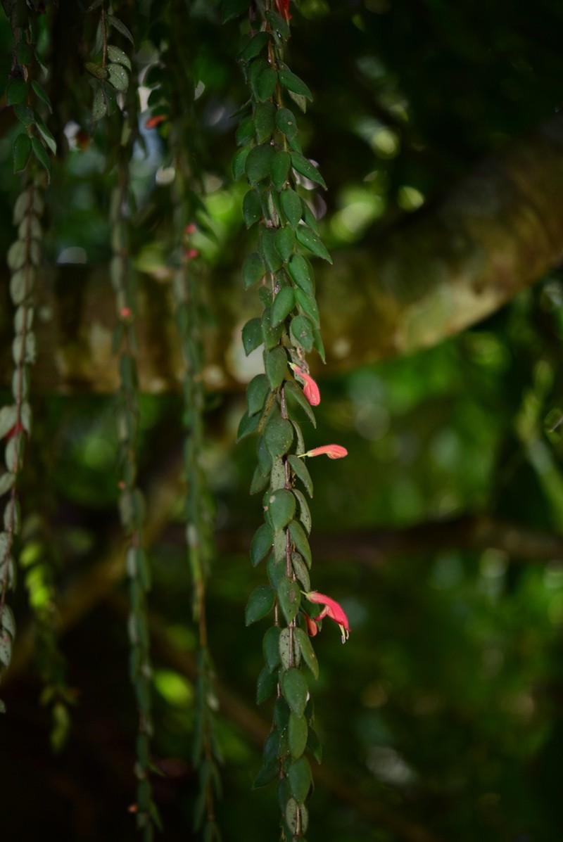 Aeschynanthus gracilis photo 3