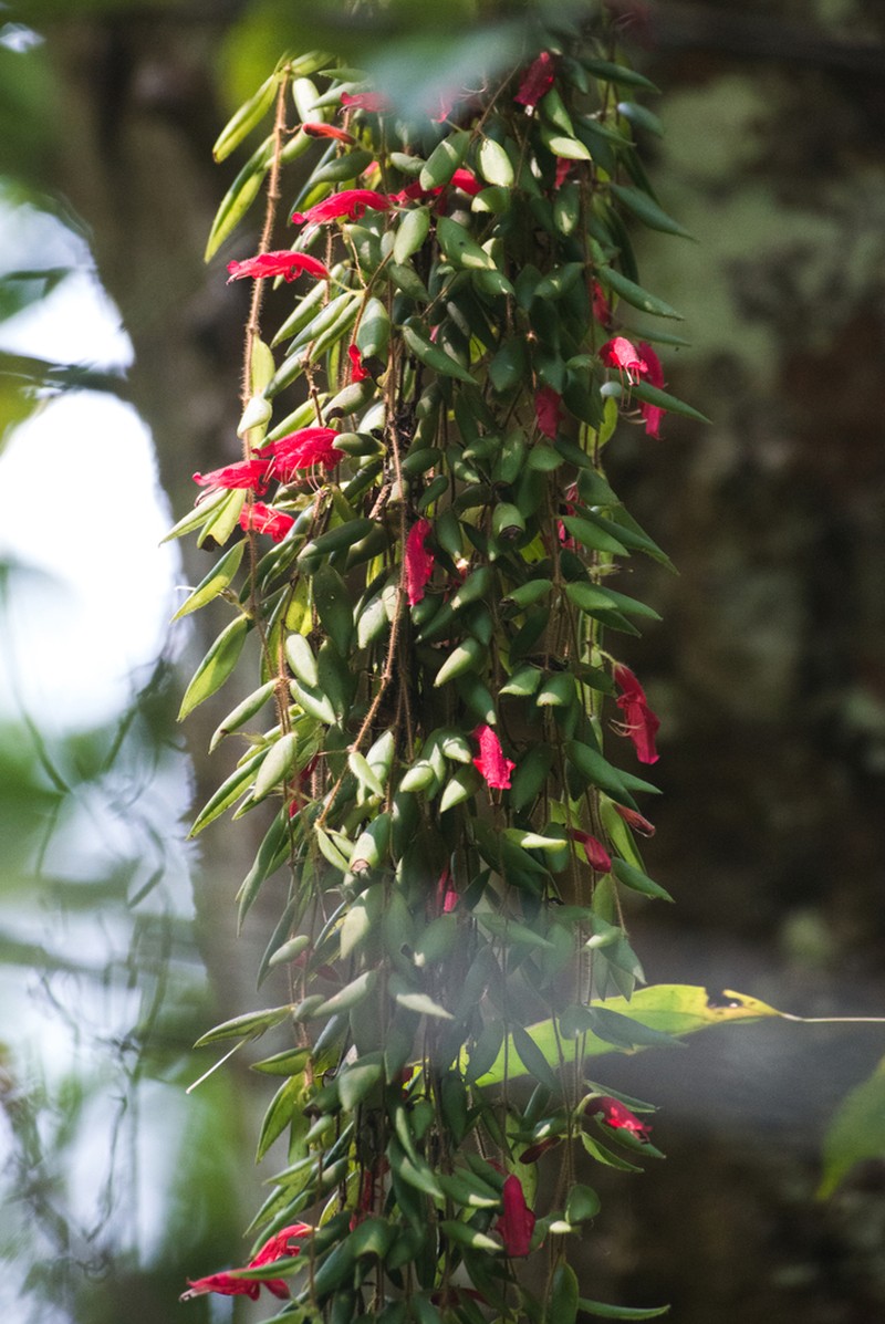 Aeschynanthus gracilis photo 4