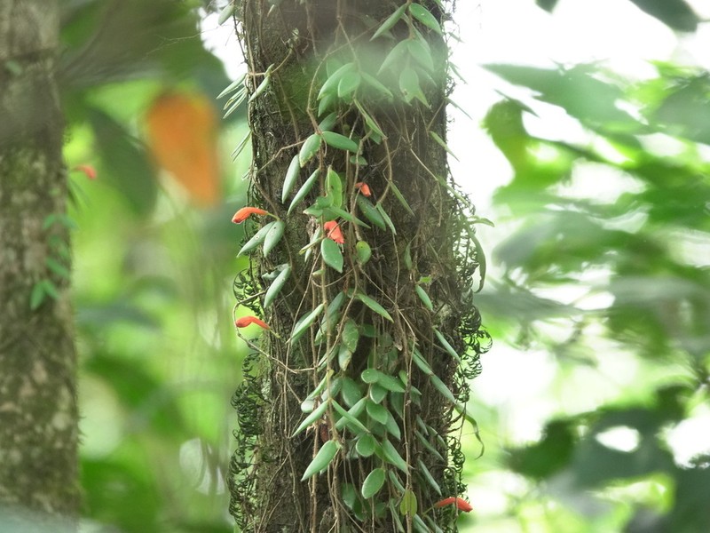 Aeschynanthus gracilis photo 6