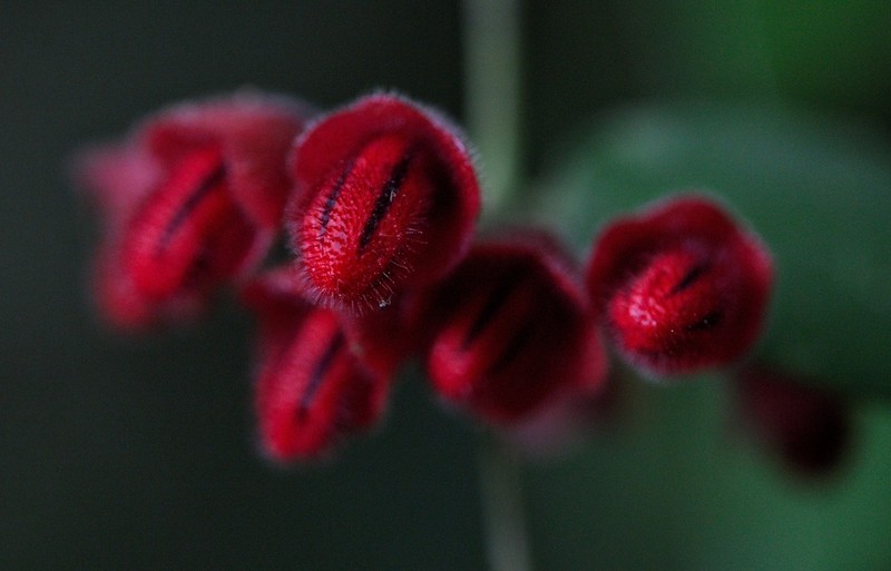 Aeschynanthus hians