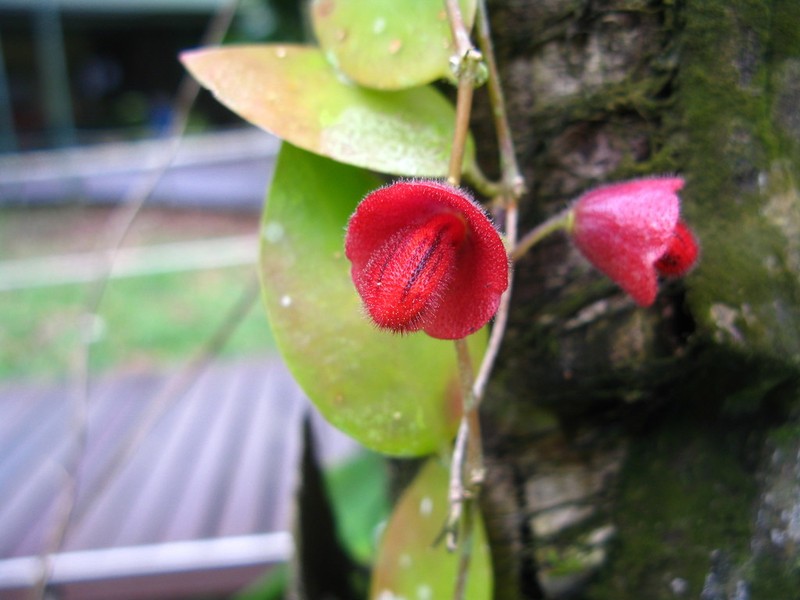 Aeschynanthus hians photo 2