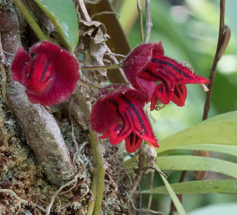 Aeschynanthus hians photo 3