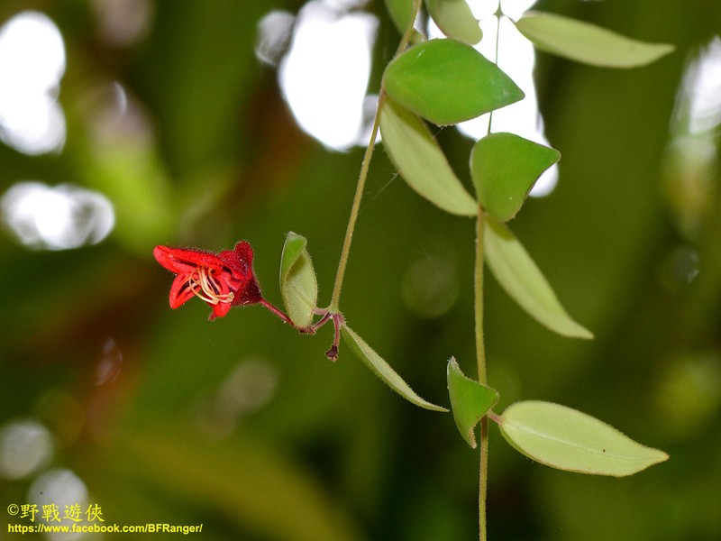 Aeschynanthus hians photo 5
