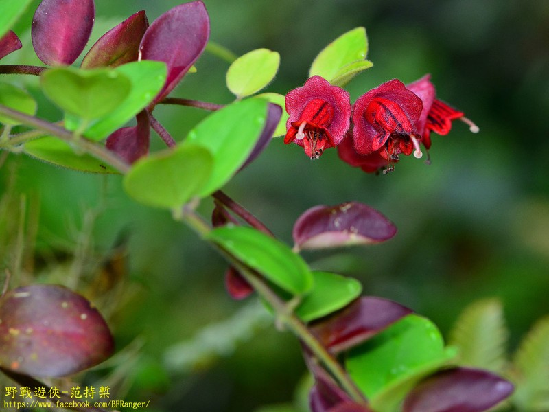 Aeschynanthus hians photo 6