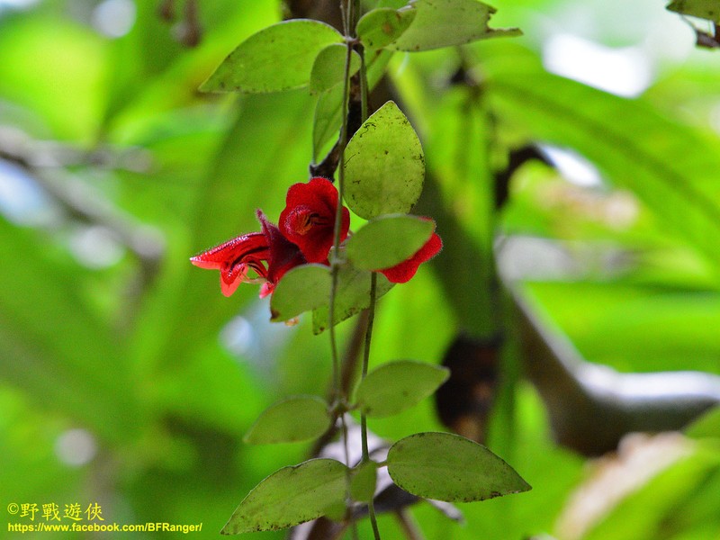 Aeschynanthus hians photo 7