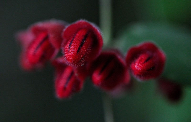Aeschynanthus hians photo 8