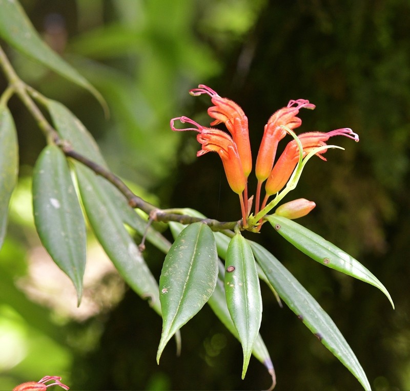 Aeschynanthus hookeri