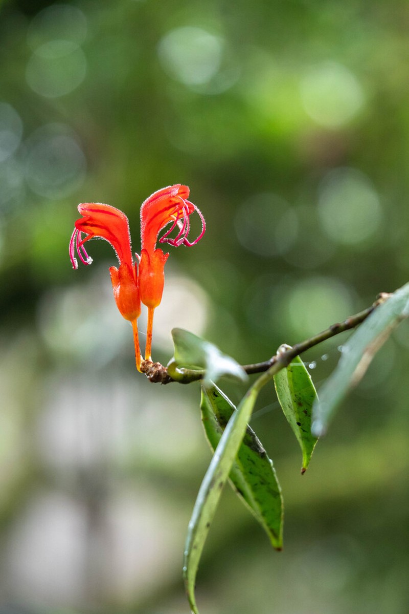 Aeschynanthus hookeri photo 2