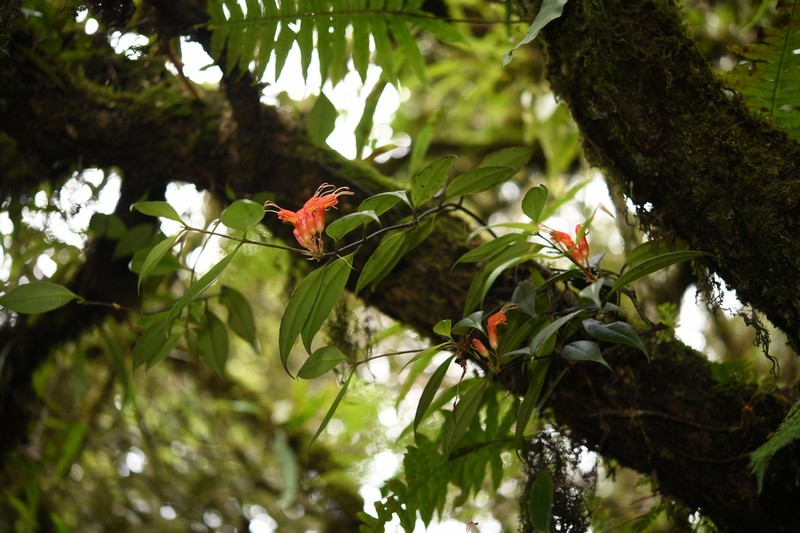Aeschynanthus hookeri photo 3