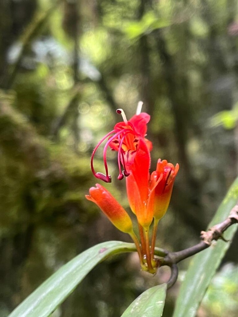 Aeschynanthus hookeri photo 4
