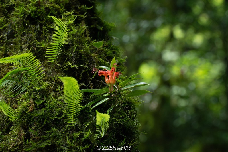 Aeschynanthus hookeri photo 5