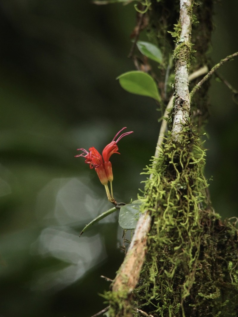 Aeschynanthus hookeri photo 6