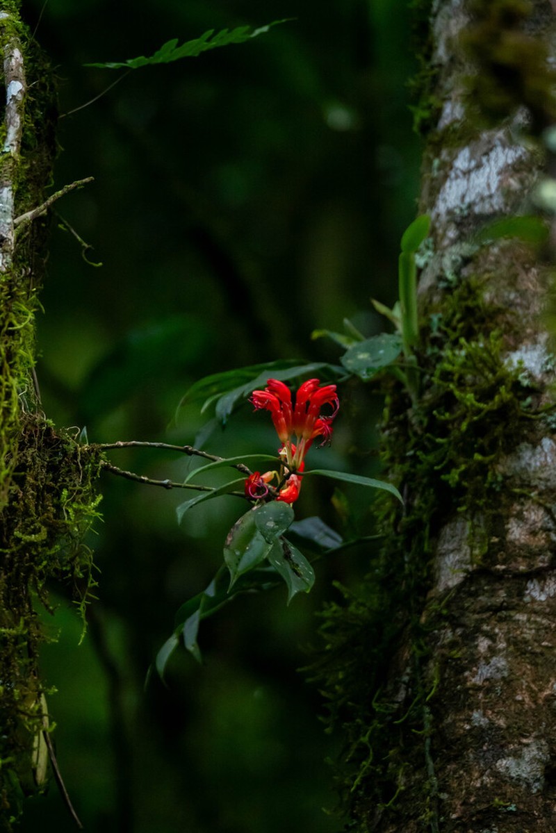 Aeschynanthus hookeri photo 8
