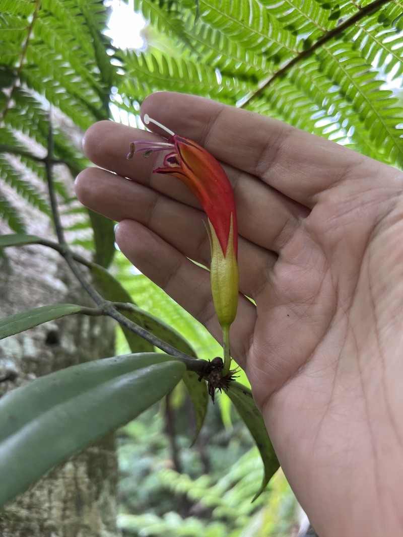 Aeschynanthus hosseusii photo 3