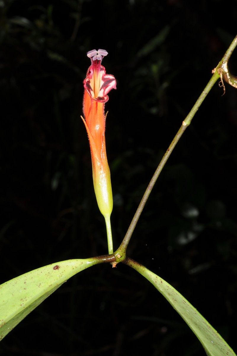 Aeschynanthus hosseusii photo 6