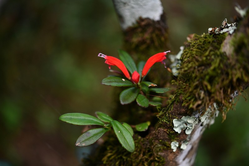 Aeschynanthus humilis