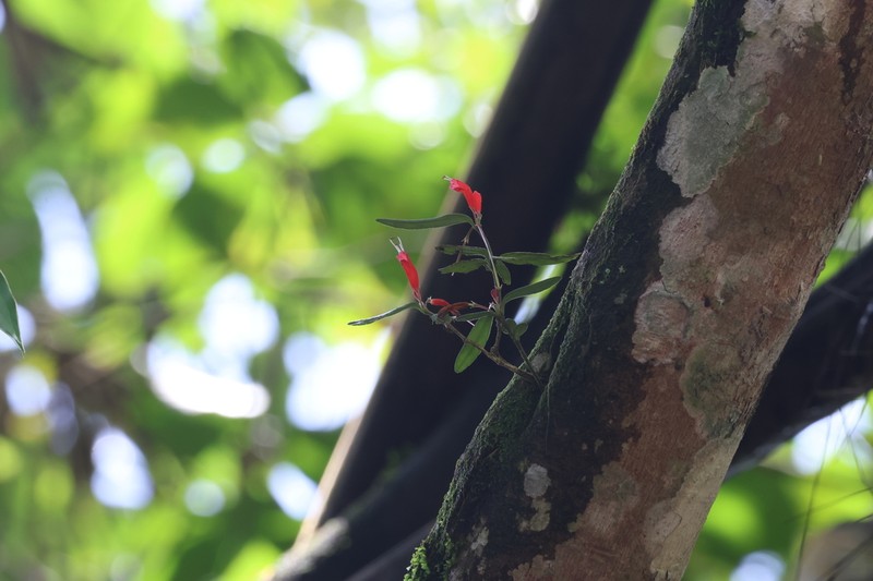 Aeschynanthus humilis photo 4