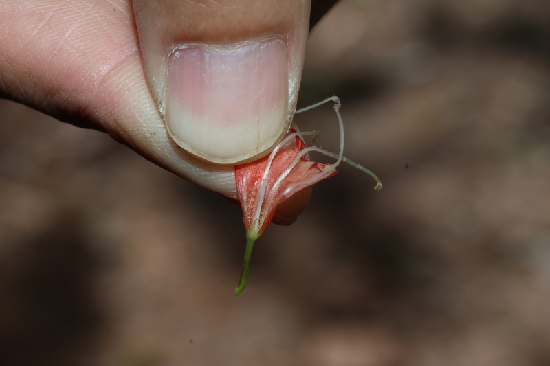 Aeschynanthus humilis photo 5