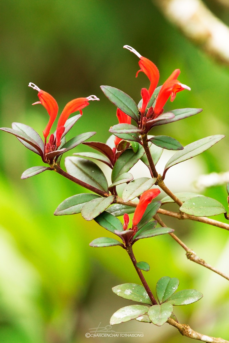 Aeschynanthus humilis photo 6