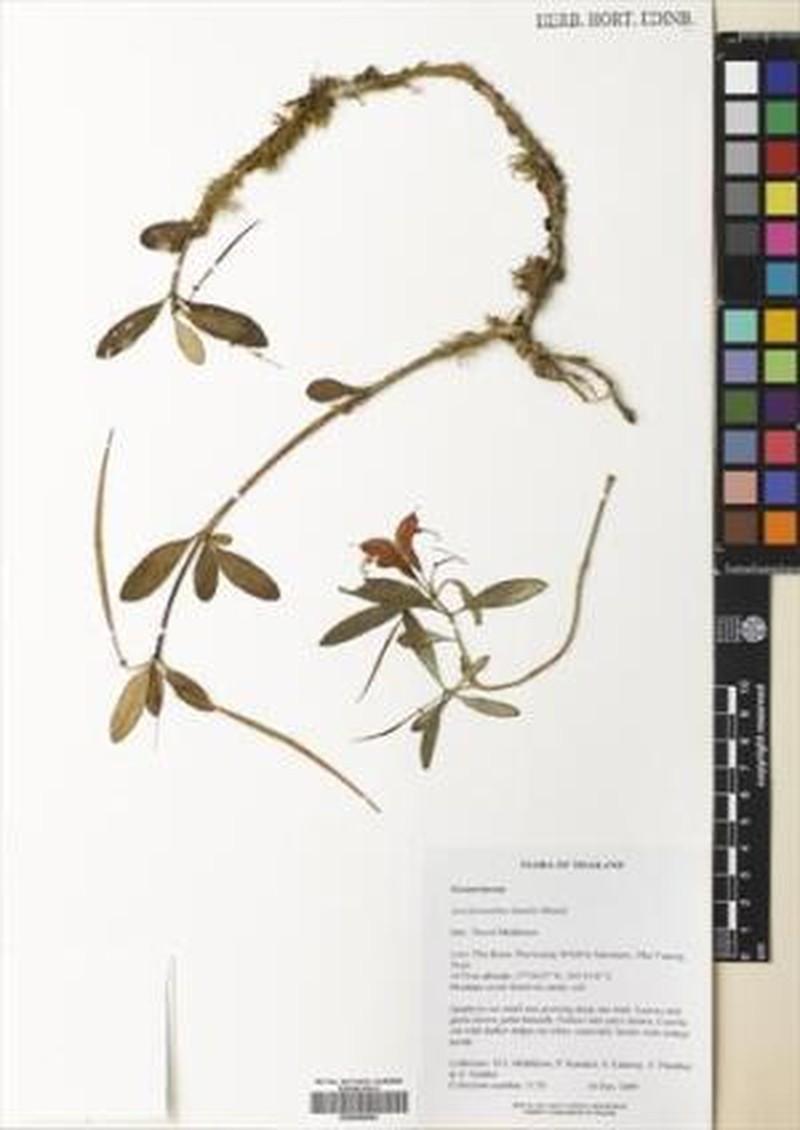 Aeschynanthus humilis photo 7