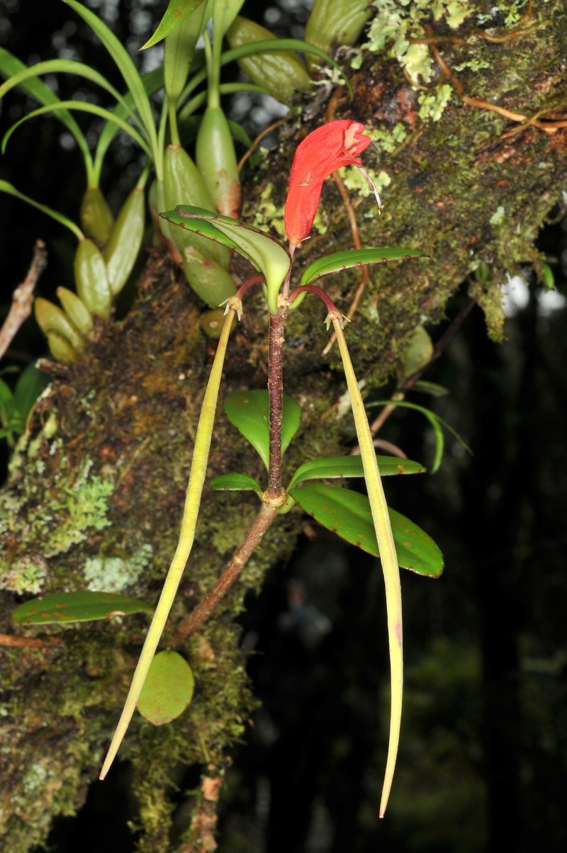 Aeschynanthus humilis photo 8