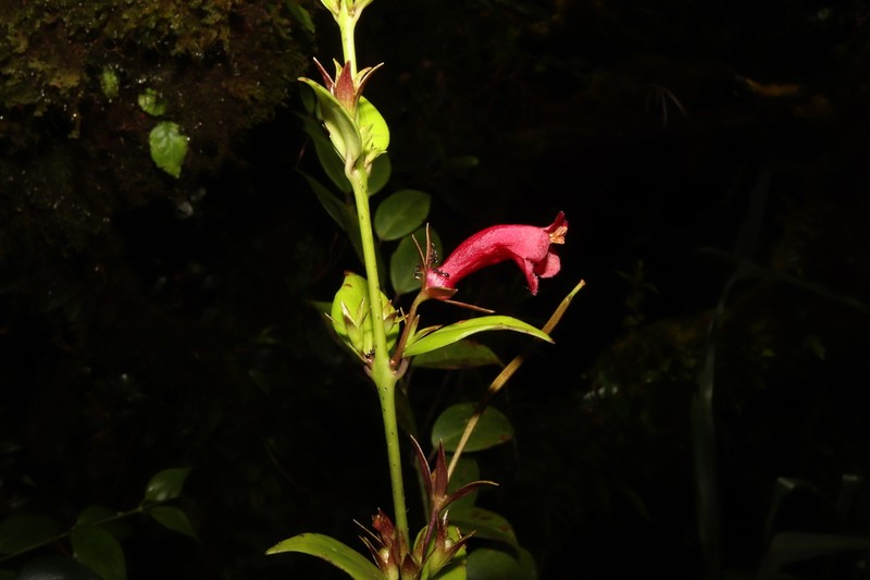 Aeschynanthus irigaensis