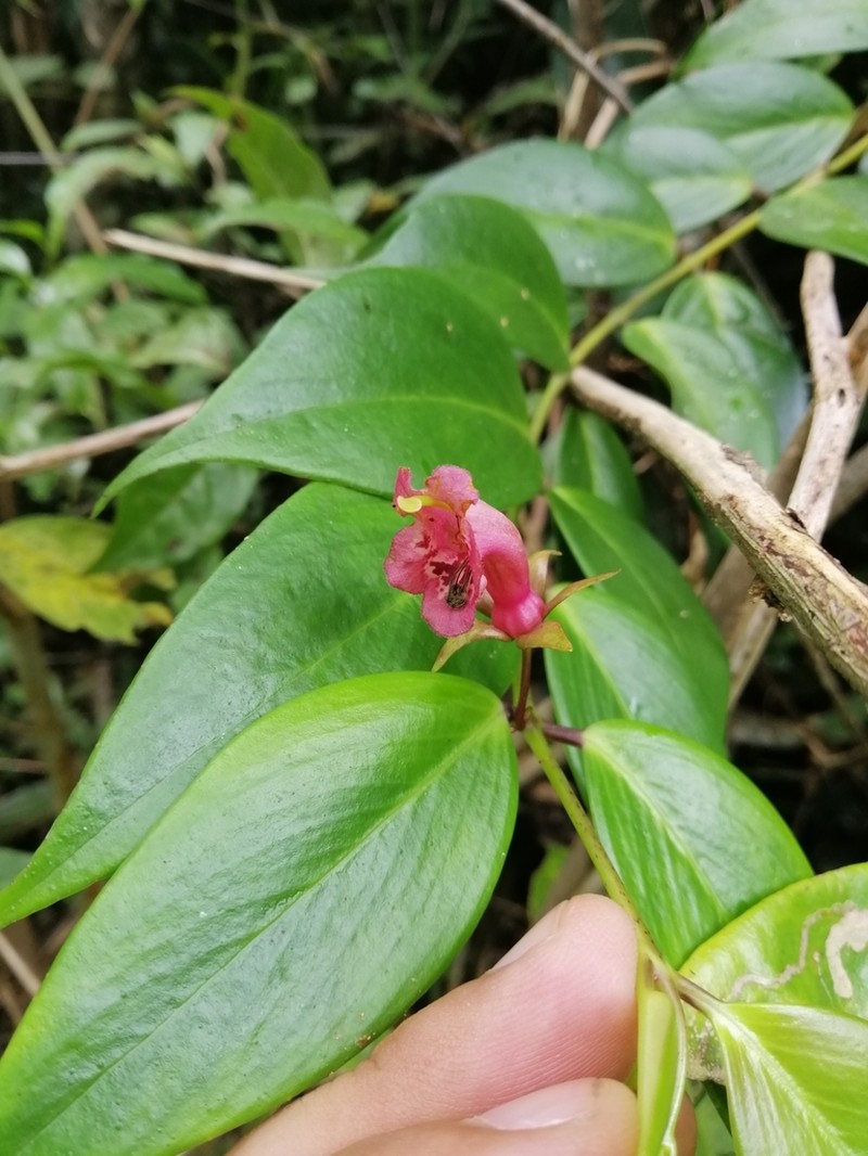 Aeschynanthus irigaensis photo 2