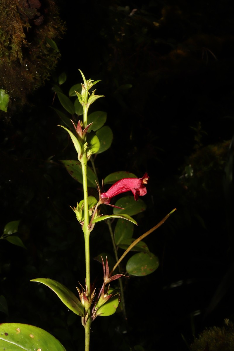 Aeschynanthus irigaensis photo 3