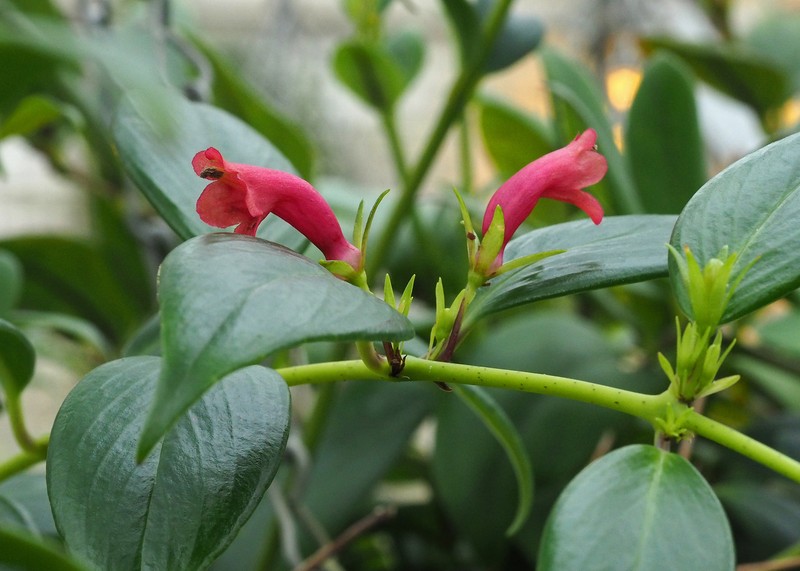 Aeschynanthus irigaensis photo 4