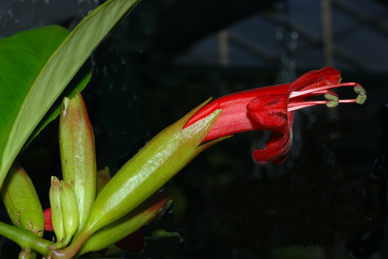 Aeschynanthus jouyi