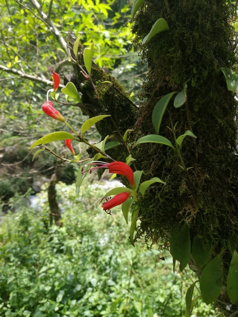 Aeschynanthus lasianthus