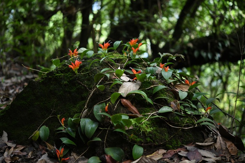 Aeschynanthus lasianthus photo 2