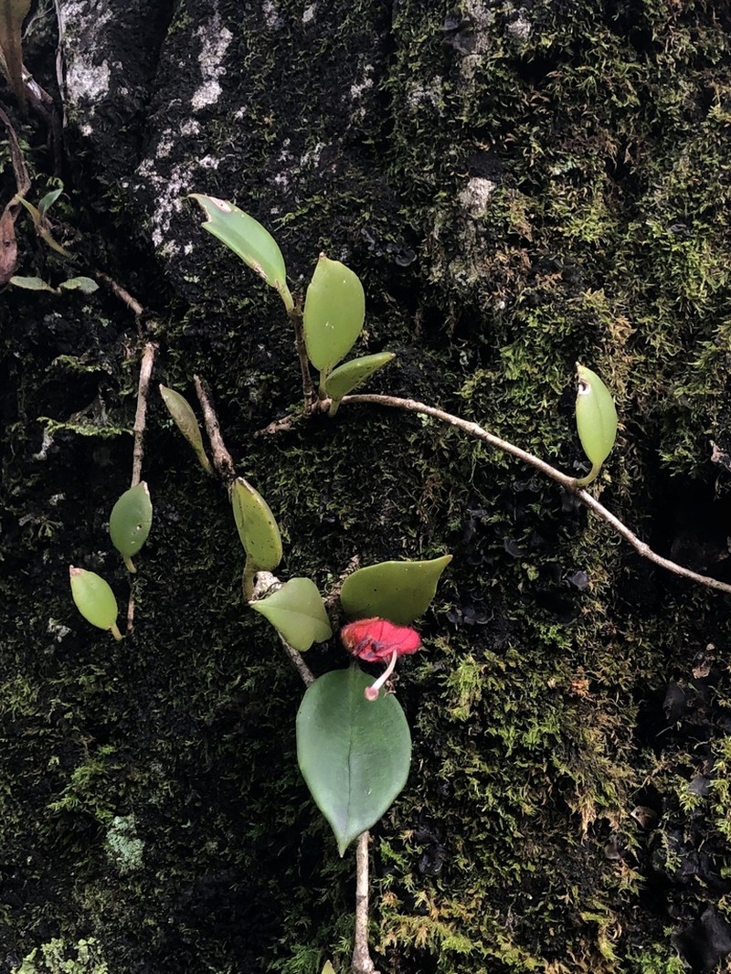 Aeschynanthus lasianthus photo 5