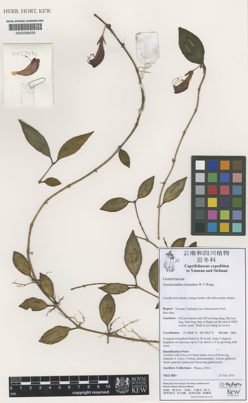 Aeschynanthus lasianthus photo 8
