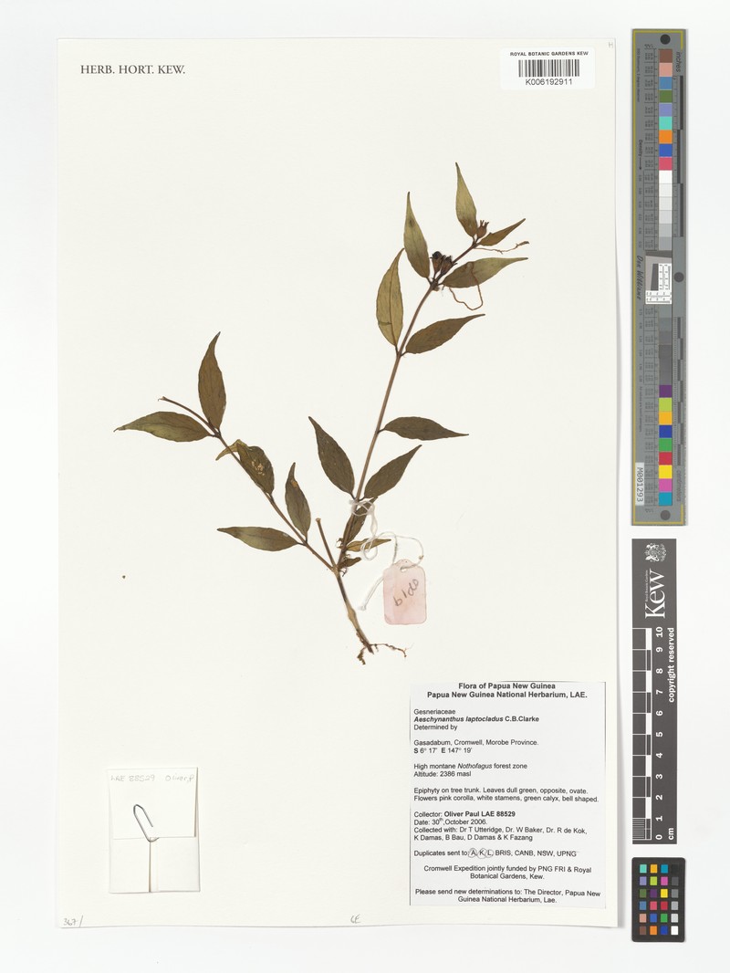 Aeschynanthus leptocladus