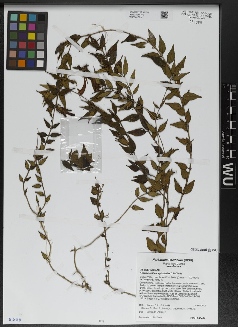 Aeschynanthus leptocladus photo 2