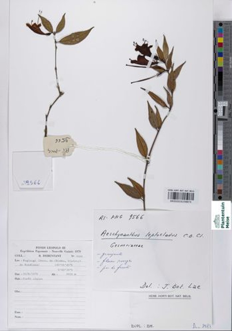 Aeschynanthus leptocladus photo 3