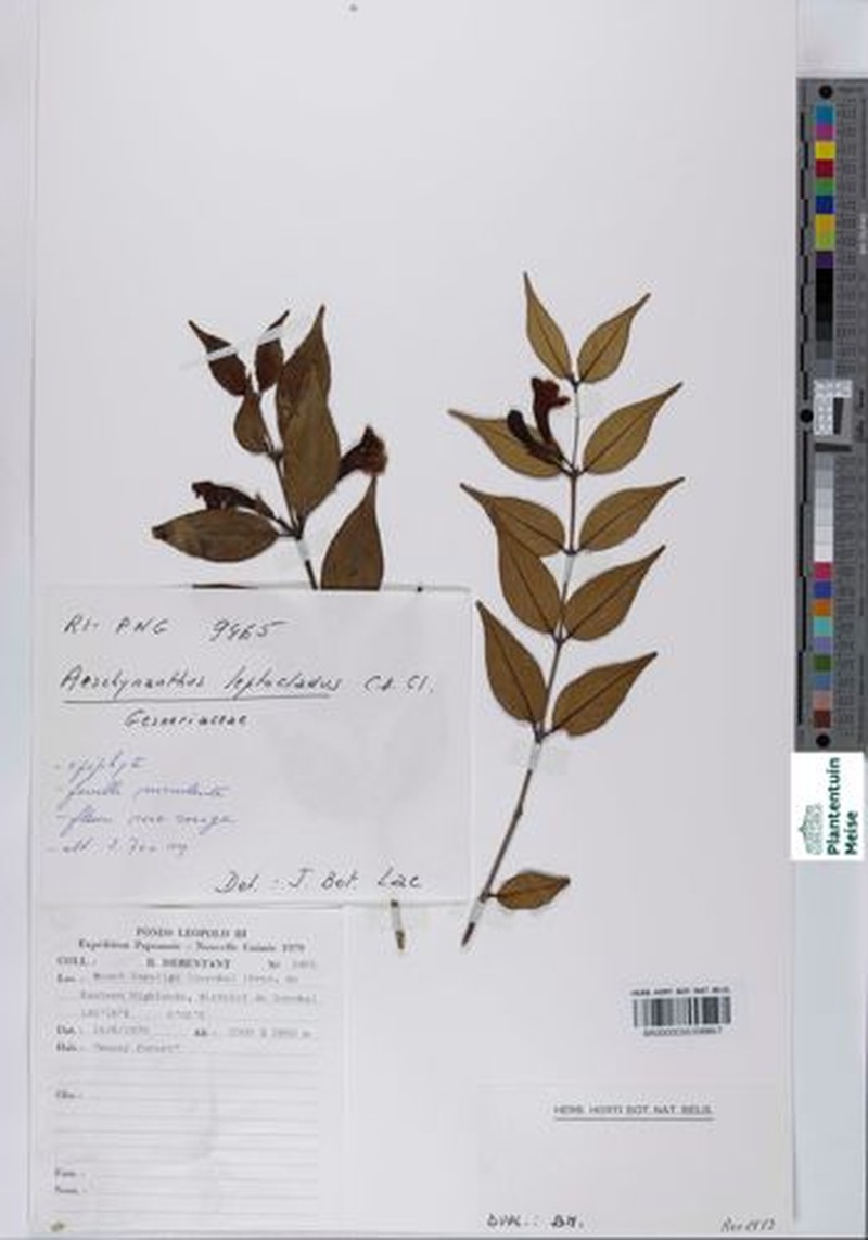 Aeschynanthus leptocladus photo 4